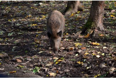 La caccia al cinghiale fatta “in girata”: i consigli e i prodotti giusti