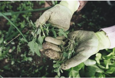 Natale giardinaggio: cosa regalare a chi ama prendersi cura del suo angolo verde