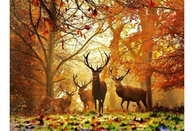 Giacche da caccia Zotta Forest: massima qualità a prezzi d’occasione