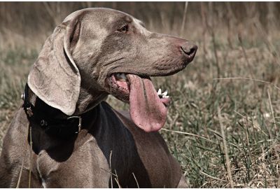 Cacciare con il cane