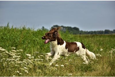 ACCESSORI PER CANI DA CACCIA: come prendersi cura del nostro ausiliare