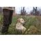 Accessori per Cani da Caccia | Collari, GPS e Antiparassitari in Offerta