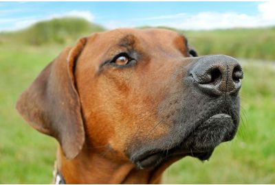 Collari per cani da caccia: quale scegliere per i nostri fedeli ausiliari